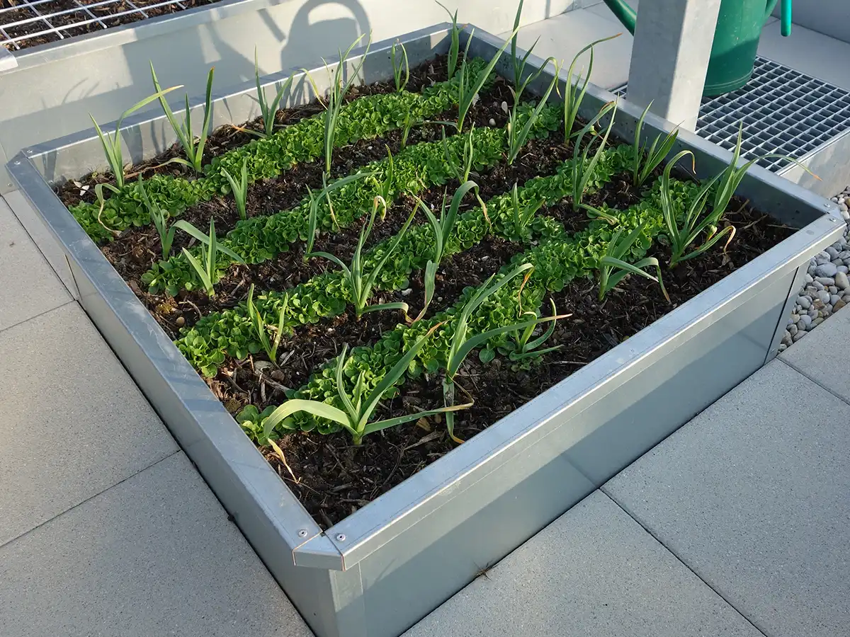 Brühwiler Hochbeet 100-100