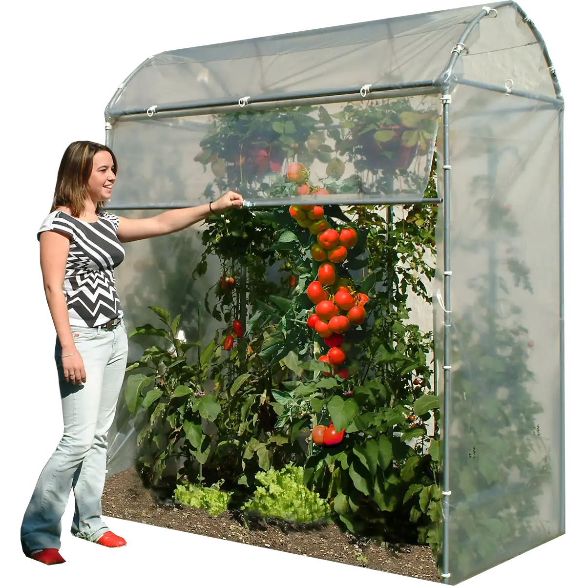 Brühwiler Tomatenhaus mit Rollo Brühwiler Tomatenhaus mit Rollo