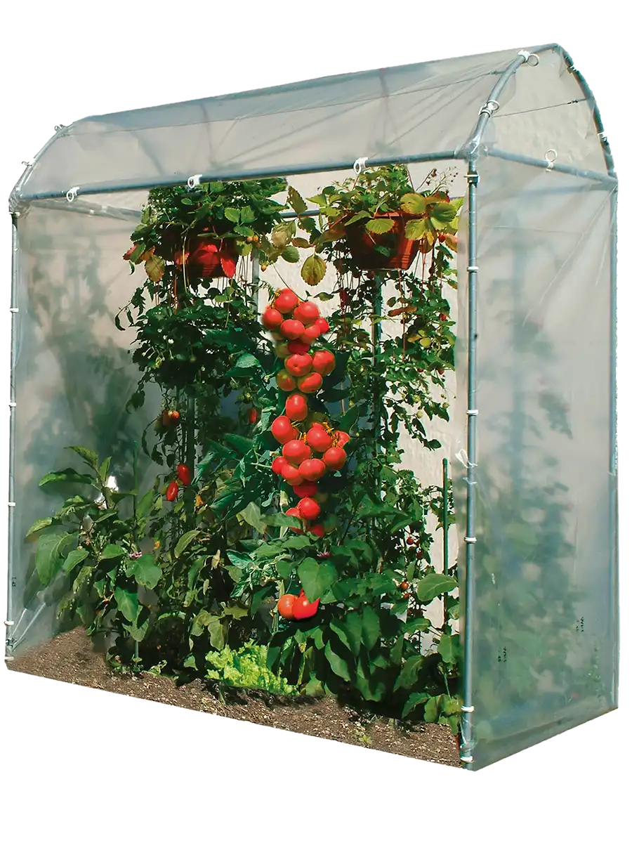 Brühwiler Gewächshäuser Tomatenhaus