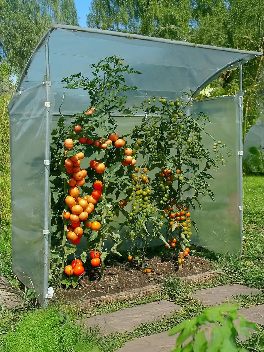Brühwiler Tomatenhaus TH80-160 Stahl